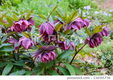 Purple double-flowered Christmas roses blooming in the early spring garden Purple double-flowered Christmas roses blooming in the early spring garden 138395736