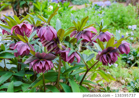 Purple double-flowered Christmas roses blooming in the early spring garden Purple double-flowered Christmas roses blooming in the early spring garden 138395737