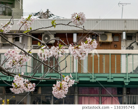 Cherry blossoms in full bloom in a residential area of the city, amidst everyday scenery. April 2026, Yokohama City, Japan. 138395745