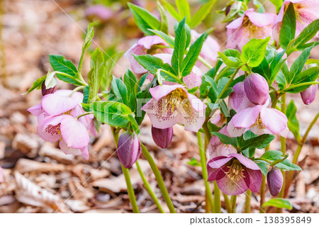 Christmas roses, with their pink flowers and spotted pattern, bloom in the early spring garden. Christmas roses, with their pink flowers and spotted pattern, bloom in the early spring garden. 138395849