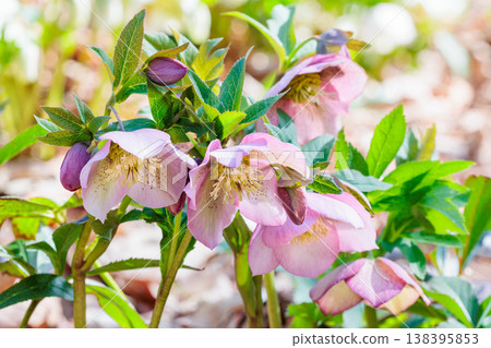 Christmas roses, with their pink flowers and spotted pattern, bloom in the early spring garden. Christmas roses, with their pink flowers and spotted pattern, bloom in the early spring garden. 138395853