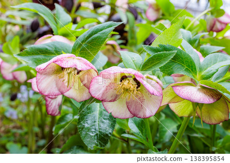 Christmas roses, with their pink flowers and spotted pattern, bloom in the early spring garden. Christmas roses, with their pink flowers and spotted pattern, bloom in the early spring garden. 138395854