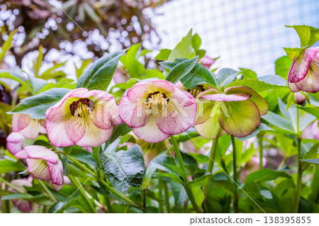 Christmas roses, with their pink flowers and spotted pattern, bloom in the early spring garden. Christmas roses, with their pink flowers and spotted pattern, bloom in the early spring garden. 138395855