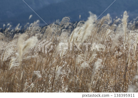 Susuki swaying in the wind Susuki swaying in the wind 138395911