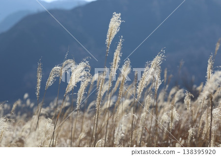 Susuki swaying in the wind Susuki swaying in the wind 138395920