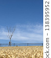 Blue sky, a grassy slope, and a single tree 138395952