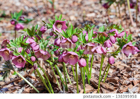 Pale pink Christmas roses blooming in the early spring garden Pale pink Christmas roses blooming in the early spring garden 138395958