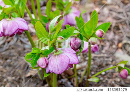 A close-up of pink Christmas roses blooming in an early spring garden. A close-up of pink Christmas roses blooming in an early spring garden. 138395979