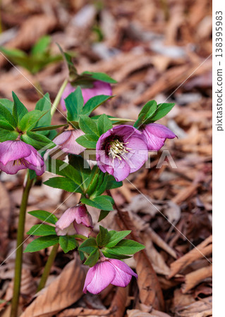 A close-up of pink Christmas roses blooming in an early spring garden. 138395983