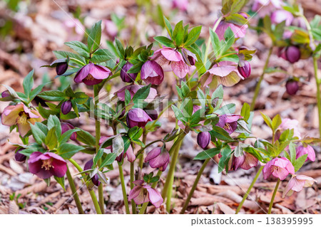 Pink Christmas rose blooming in early spring garden 138395995