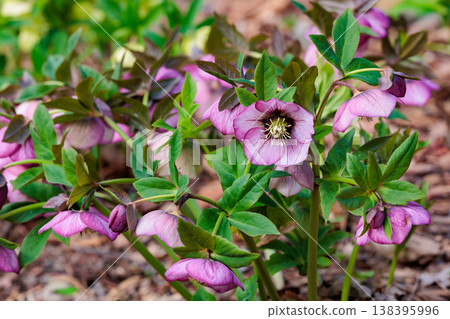 Pink Christmas rose blooming in early spring garden 138395996