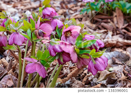 Pink Christmas rose blooming in early spring garden 138396001