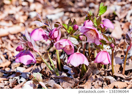The Christmas rose, with its pink petals and white tips, blooms in the garden in early spring. The Christmas rose, with its pink petals and white tips, blooms in the garden in early spring. 138396064