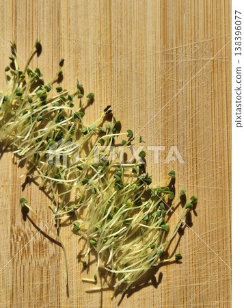 top view of bunch of fresh sprouted chia seeds. green sprouts. microgreens. top view of bunch of fresh sprouted chia seeds. green sprouts. microgreens. 138396077