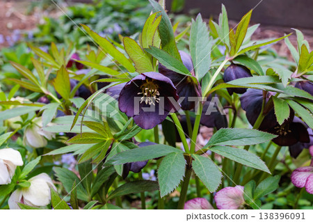 開花在早春庭院裡的深紫色聖誕玫瑰 開花在早春庭院裡的深紫色聖誕玫瑰 138396091
