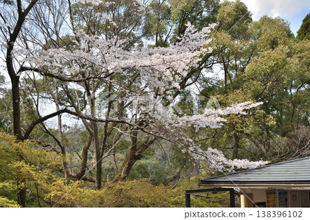 Iwashimizu Cherry blossoms at Hachimangu Shrine Iwashimizu Cherry blossoms at Hachimangu Shrine 138396102