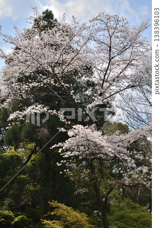 Iwashimizu Cherry blossoms at Hachimangu Shrine Iwashimizu Cherry blossoms at Hachimangu Shrine 138396103
