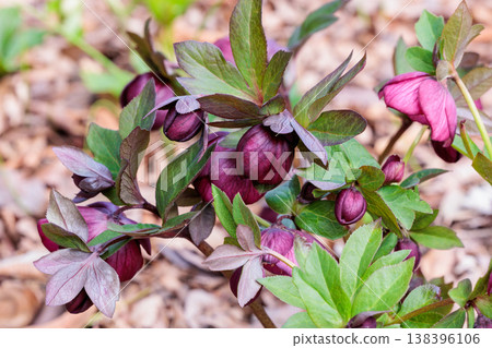 Reddish-purple Christmas roses blooming in the early spring garden 138396106