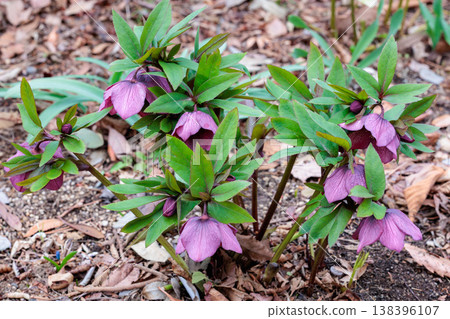 Reddish-purple Christmas roses blooming in the early spring garden Reddish-purple Christmas roses blooming in the early spring garden 138396107