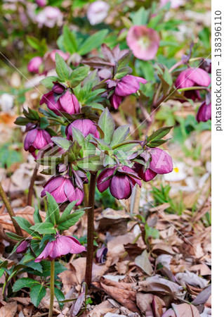Reddish-purple Christmas roses blooming in the early spring garden Reddish-purple Christmas roses blooming in the early spring garden 138396110