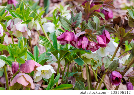 Reddish-purple Christmas roses blooming in the early spring garden Reddish-purple Christmas roses blooming in the early spring garden 138396112