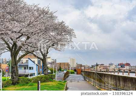 A riverside promenade with cherry blossoms in full bloom A riverside promenade with cherry blossoms in full bloom 138396124
