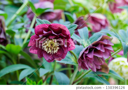 Red Christmas rose blooming in early spring garden Red Christmas rose blooming in early spring garden 138396126