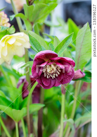 Red Christmas rose blooming in early spring garden 138396127
