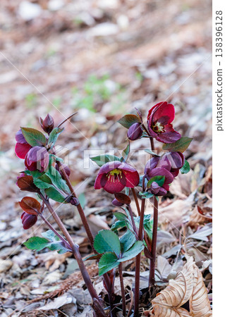 Red Christmas rose blooming in early spring garden 138396128