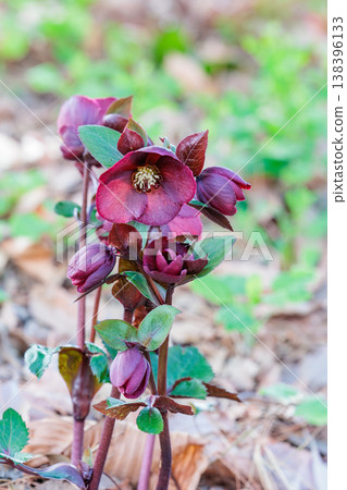 Red Christmas rose blooming in early spring garden Red Christmas rose blooming in early spring garden 138396133