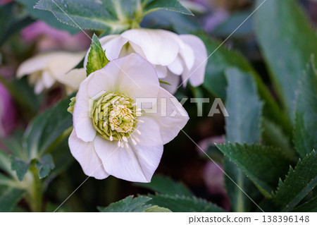 White Christmas rose blooming in early spring garden White Christmas rose blooming in early spring garden 138396148