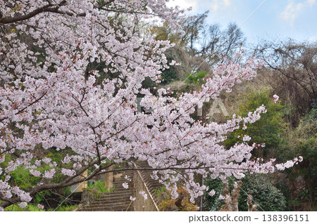 Iwashimizu在八幡宮的櫻花 Iwashimizu在八幡宮的櫻花 138396151