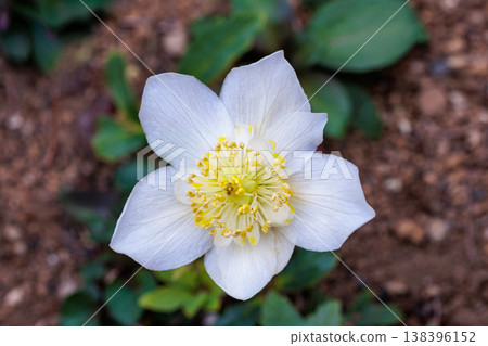 開花在早春庭院裡的白色聖誕節玫瑰 138396152