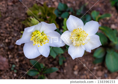 開花在早春庭院裡的白色聖誕節玫瑰 138396153