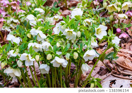 開花在早春庭院裡的白色聖誕節玫瑰 開花在早春庭院裡的白色聖誕節玫瑰 138396154