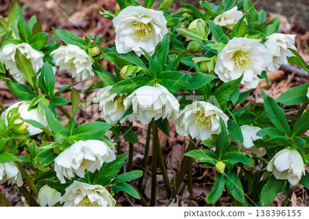 開花在早春庭院裡的白色聖誕節玫瑰 138396155