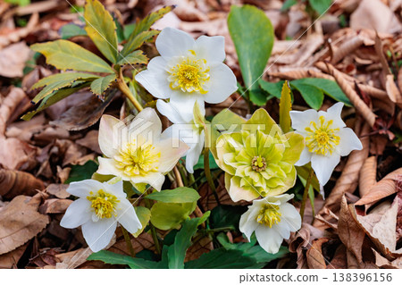 White Christmas rose blooming in early spring garden 138396156