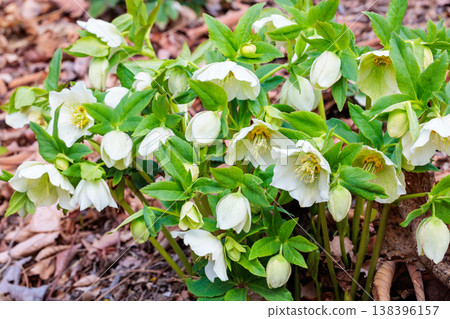 開花在早春庭院裡的白色聖誕節玫瑰 138396157