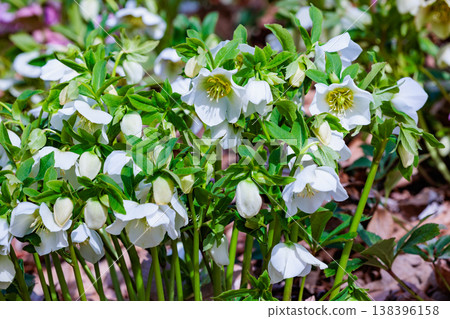 開花在早春庭院裡的白色聖誕節玫瑰 138396158