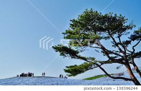A landscape of nemophila flowers blooming on a hill overlooking the area and pine trees. A landscape of nemophila flowers blooming on a hill overlooking the area and pine trees. 138396244