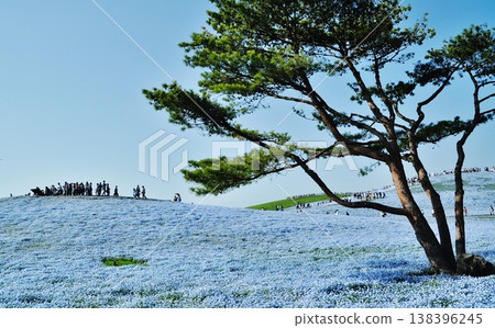 A landscape of nemophila flowers blooming on a hill overlooking the area and pine trees. A landscape of nemophila flowers blooming on a hill overlooking the area and pine trees. 138396245