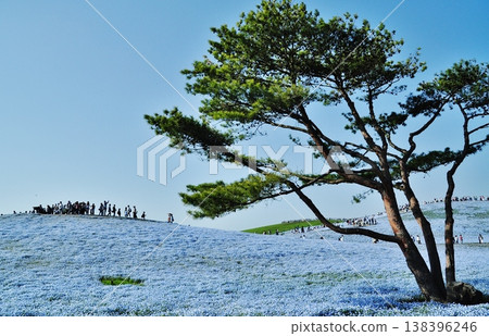A landscape of nemophila flowers blooming on a hill overlooking the area and pine trees. 138396246