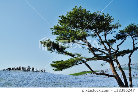 A landscape of nemophila flowers blooming on a hill overlooking the area and pine trees. 138396247