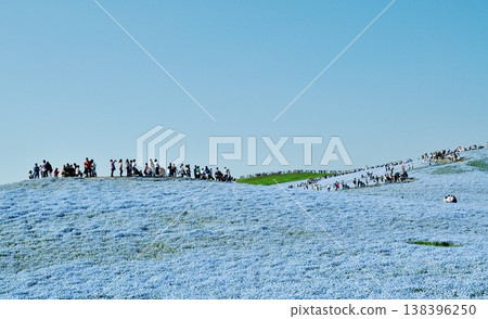 日立海濱公園的粉蝶花和遊客 138396250