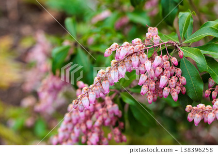 早春盛開的粉紅色仙女花 早春盛開的粉紅色仙女花 138396258