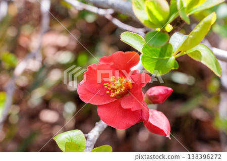 A Japanese quince flower blooming neatly in the forest A Japanese quince flower blooming neatly in the forest 138396272