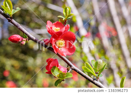 A Japanese quince flower blooming neatly in the forest A Japanese quince flower blooming neatly in the forest 138396273