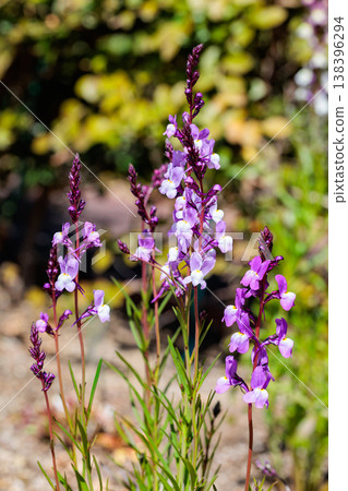 Linaria flowers blooming beautifully in the spring garden Linaria flowers blooming beautifully in the spring garden 138396294