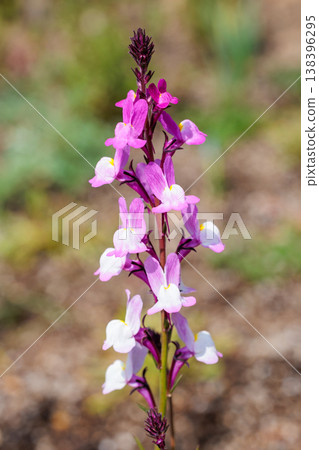 Linaria flowers blooming beautifully in the spring garden Linaria flowers blooming beautifully in the spring garden 138396295