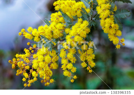 Close-up of yellow mimosa flowers that signal the arrival of spring 138396335